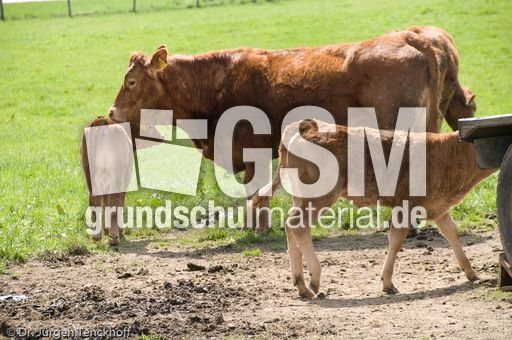 Hausrind (61 von 174).jpg